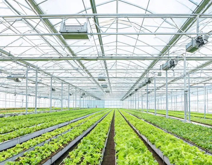 Commercial greenhouse frame and crop rows